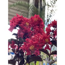 伍寶園藝木藝 紫葉紅花紫薇 庭院植物盆栽 紫薇花樹, 1個