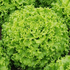 유러피안 샐러드, 1개, 1kg