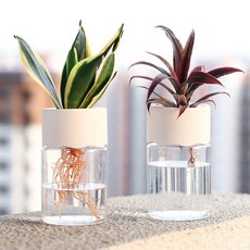 수경식물 키우기 수경재배 화분 미니 유리병 수경화병, 1개