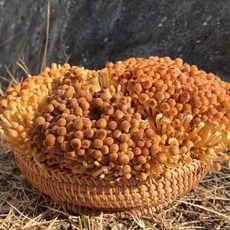 황금팽이버섯 황색 갈색 팽이버섯 국내산 GAP 1kg 2.5kg (택1) 산지직송, 250g, 4개