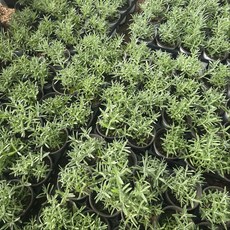 잉글리쉬라벤더 라벤다 소품 노지월동 그린식물팜, 5개