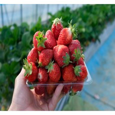 국산 제철 겨울딸기 설향 딸기 생딸기 생과, 1개, 대과 (350g 내외)