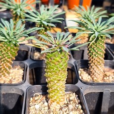 [풀멍상점] 괴마옥 예쁜 다육이식물 / 특이한 실내 인테리어 식물 / 선별발송 분채배송/ 방수라벨 이름표 농장직배