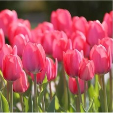 [나은식물원]10.[튤립 모종] 반 에이크 -10cm 2포트