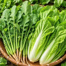 [산지직배송] 첫수확 국산 열무+얼갈이 김치/겉절이전용, 1박스, 2KG+2KG