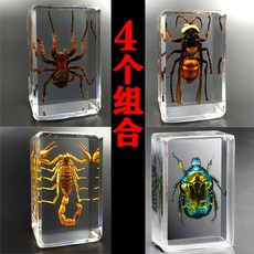 실제 곤충 표본 유치원 어린이집 교구 도구 디스플레이, 거미+지구벌+노란전갈+구리꽃거북, 1개
