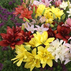 [풀떼기] 겹백합 구근 모음 추식 유럽직수입