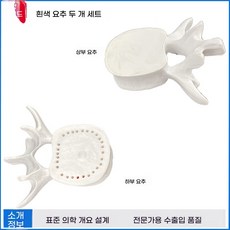 원리 실험 추간판 디스크 관절 인체 모형 실습 요추 교육용 척추, B. 두 개의 하얀 요추 척추, 1개