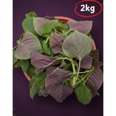 국내산 밀양 어린 깻잎순 깨순 깨잎순 1kg, 1개, 2kg