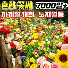 [뿌리면 개화~!] 노지 월동 다년생 꽃 씨앗 사계절 개화 꽃밭 혼합 씨앗 꽃씨 플라워가든 프리미엄 씨앗세트 야생화 봄꽃 씨앗 포장증정 TENFOC, 1개