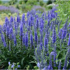 다년초사랑농원 왜성 베로니카 블루 카펫 (2포트묶음) [꼬리풀 노지월동 다년초야생화 꽃모종 봄꽃], 2개