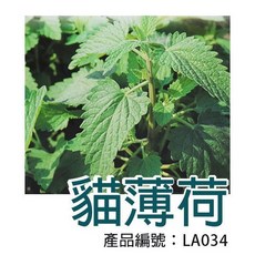 荊芥(貓薄荷)種子 DIY居家園藝, 1個