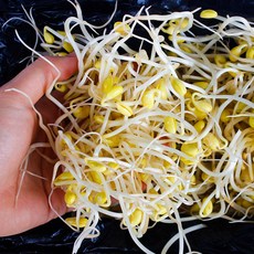 당일수확 곱슬이 꼬불이 업소용 콩나물, 1박스, 2kg