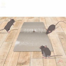 노비엘 노런 쥐본드 스페셜 1팩 포획용품