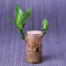 가꾸지오 공기정화식물 행운목