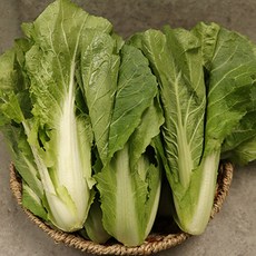 포천 싱싱한 얼갈이 단배추 3kg 1박스 아삭아삭 연한 얼갈이배추, 1개