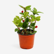 갑조네 산호수(소품), 1개