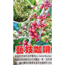 帕卡瑪拉咖啡苗 藝伎咖啡苗 頂級咖啡品種 家庭種植推薦