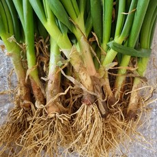 삼동파 주아 한번 심어서 평생 먹는 토종대파 삼동대파 모종 삼층파 삼층거리파, 모수(종), 10개