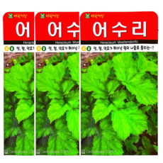 어수리 씨앗 3봉 세트 왕의나물 산나물 약초씨앗, 1개
