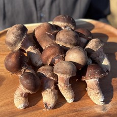 참송이버섯 당일수확 알뜰송이(가정용) 농장직송, 1개, 300g