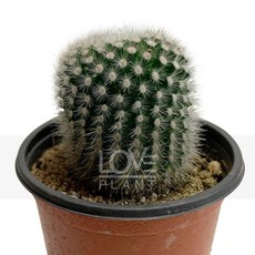 꽃사랑식물나라 소정 선인장 소품 하얀가시 구형 원통형 돌기 공기정화식물 식물키우기