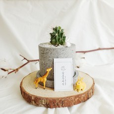 금전운을 부르는 금호선인장, 1개