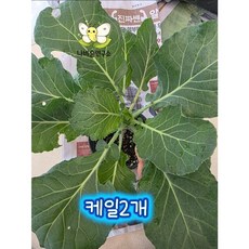 (여린케일화분만 2개 알x) 배추흰나비 키우기 세트 나비 기르기 애벌레 초식반려동물 토끼 햄스터 기니피그 달팽이 거북이 닭 먹이식물 배추흰나비 케일키우기 초등과학 유치원수업, 먹이용케일 2개 1세트, 1개