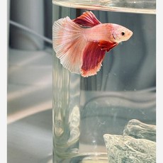 超白鬥魚專用水草缸, 1個