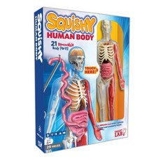 SMART LAB Squishy Human Body 人體模型，21個可拆卸身體部位，STEAM教育玩具，適合8歲以上兒童