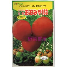 TOKITA 163番茄種子 大果 甜度高, 1包