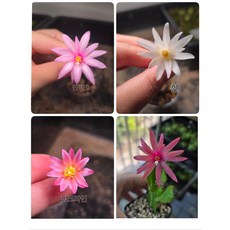 (떡잎상가) 어디없어~ 희귀칼라 원종게발선인장 색상랜덤, 1개, 사진참조