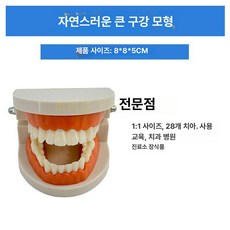 구강 실습 치아 분리 스케일링 덴티폼 교육 연습 이빨, 1:1 자연 대형 구강, 1개, 1L