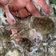 [산지직송] 국산 생물 쭈꾸미 서해안 활쭈꾸미 1kg 알배기 봄쭈꾸미 알쭈꾸미 급냉, 활쭈꾸미 3kg, 1개