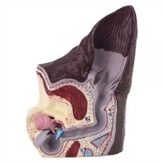 개 귀 병변 동물 해부학 모델 반려동물 병원 교육 보조 과학 도구 8x5x11.5cm 연구 1pc