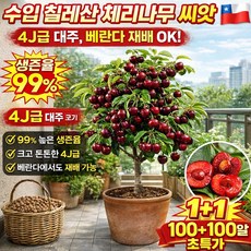 [4j급 라지] 체리 씨앗 생존 보장 체리 씨앗 전수입 칠레산 체리 씨앗 베란다에 심을 수 있는, 2개, 100알