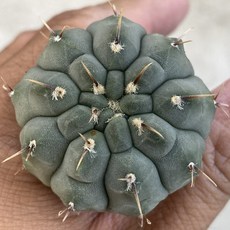 Gymnocalycium屬 仙人掌 一本刺 Gymnocalycium vatteri 多肉植物 盆栽, 1個
