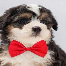 신라Pick 반려동물 나비넥타이 고양이목걸이, 빨강