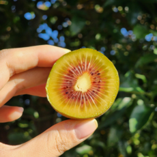 제주 레드키위 산지직송 고당도 프리미엄 제철 홍다래 키위, 1박스, 레드키위 대과 2.5kg
