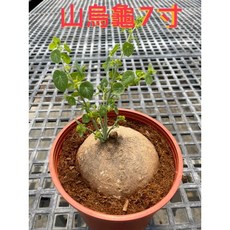霏霏園藝 山烏龜苗 七吋盆栽 易於照料 為居家環境增添綠意與生機, 1個