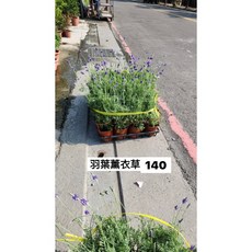 霏霏園藝 羽葉薰衣草 5吋盆栽 居家綠植 療癒盆栽, 1個