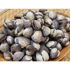 산지직송 청정 벌교 새꼬막 6kg 소짜 1키로당 120-130미쯤, 2개, 3kg