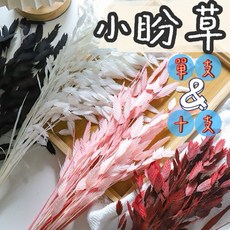 【璟采職人】永生小盼草 蘆葦 羽毛草 石草 麥穗草 進口乾燥尤加利葉 茶樹葉 永生葉材 帶果尤加利葉 小束裝 乾燥花材, 酒紅,【1支】我已詳閱內文1-6點並同意
