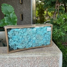 永生馴鹿苔 苔癬水草 MOSS 模型草地 聖誕佈置 攝影裝飾 亮藍色, 65亮藍, 1個