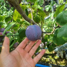 금메달농수산 산지직송 고당도 푸룬자두 생과, 1개, 1kg (정품)