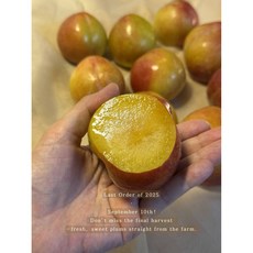 [농가직송] 경북 유학산 추희자두 초대과 고당도 당일선별발송, 1박스, 1kg 특(개당 100-120g)