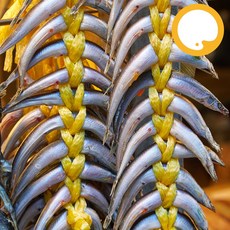 바다받아 도매 국내산 양미리 급냉 알배기, 1박스, 10줄 (1줄 20마리)