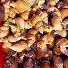 산지직송 동해안 자연산 활 백골뱅이 백고동, 1kg 중, 1개