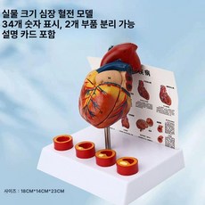 심장혈전모형 해부학 의학교육 실습 판막 심방 분해 조립, 내추럴 대형 혈전증 포함 34개 번호 표시, 1개, 기본 색상