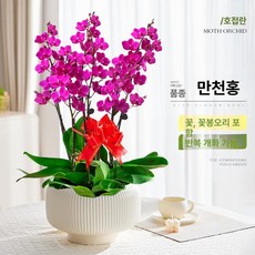 가짜꽃 호접란 카페 인테리어 식물 탁상용 난초, 화분 포함, 노란 원형 드럼 화분 레드 6줄기